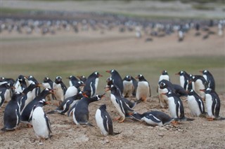 Falkland Islands weather forecast