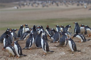 Falklandy prognoza pogody