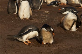 Falklandski otoci vremenska prognoza