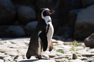 Falkland Islands weather forecast