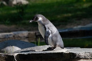 Falkland Eilanden weersvoorspelling