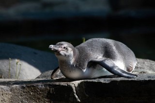 Falkland Islands weather forecast