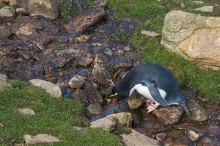 Falklandski otoci vremenska prognoza