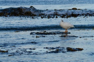 Falklandski otoci vremenska prognoza