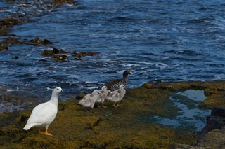 Falkland Islands weather forecast