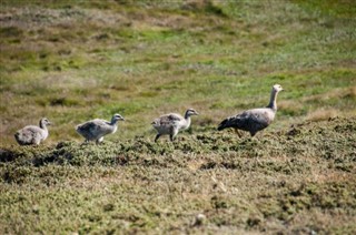 Falklandinsaaret sääennuste