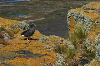 Falklandy prognoza pogody