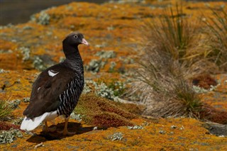 Falkland Islands weather forecast