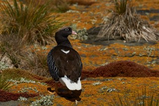 Falkland Islands weather forecast