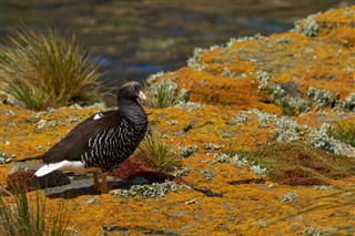 Falkland Islands weather forecast