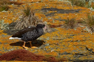 Falkland Islands weather forecast