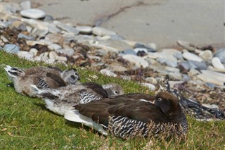 Falkland Islands weather forecast