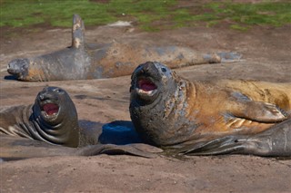 Falkland Islands weather forecast