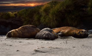 Falkland Islands weather forecast