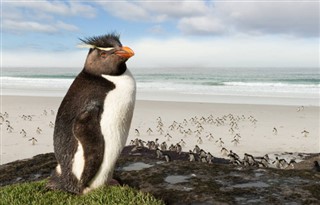 Falklandy prognoza pogody