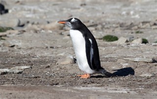 Falkland Islands weather forecast