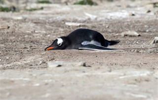 Falkland Islands weather forecast