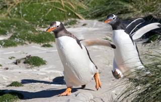 Falkland Islands weather forecast