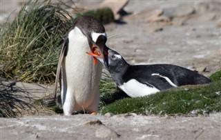 Falkland Islands weather forecast