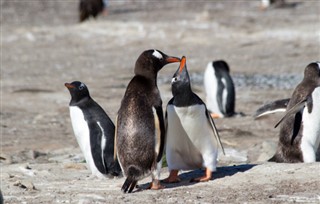 Falklandy prognoza pogody