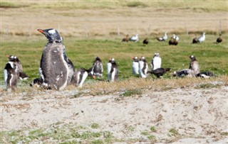 Falklandy prognoza pogody