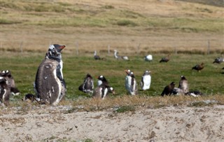 Falkland Islands weather forecast