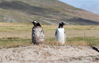 Falkland Islands weather forecast