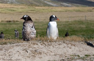 Falklandy prognoza pogody