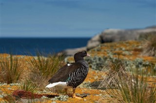 Falkland Islands weather forecast