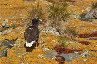 Falkland Islands weather forecast