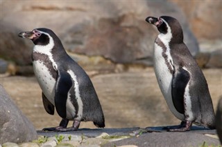 Falkland Islands weather forecast