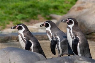 Falkland Islands weather forecast