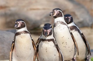 Falkland Islands weather forecast