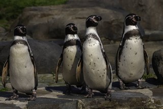 Falkland Islands weather forecast