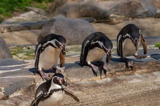 Falklandinsaaret sääennuste