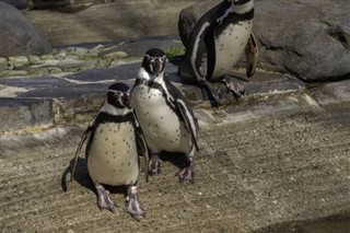 Falkland Islands weather forecast