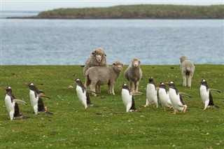 Falkland Islands weather forecast