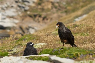 Falkland Islands weather forecast