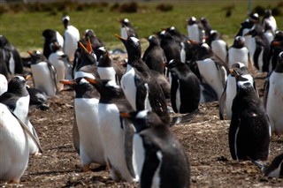 Falkland Islands weather forecast