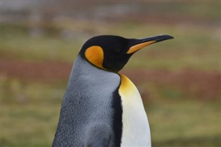 Falkland Islands weather forecast