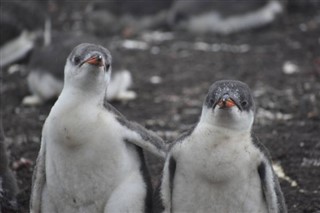 Falkland Islands weather forecast