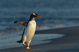 Falklandy prognoza pogody