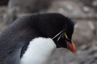 Falkland Islands weather forecast