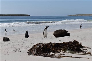 Falkland Islands weather forecast