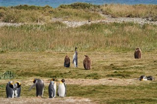 Falkland Islands weather forecast