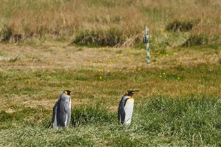 Falkland Islands weather forecast