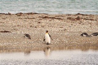 Falkland Islands weather forecast