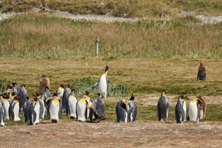 Falkland Islands weather forecast