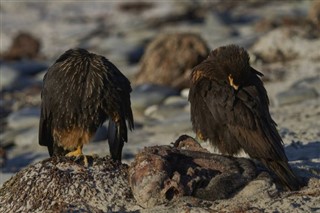 Falkland Islands weather forecast