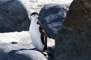 Falkland Islands weather forecast